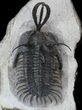 Excellent , Short-Trident Walliserops Trilobite #36172-6